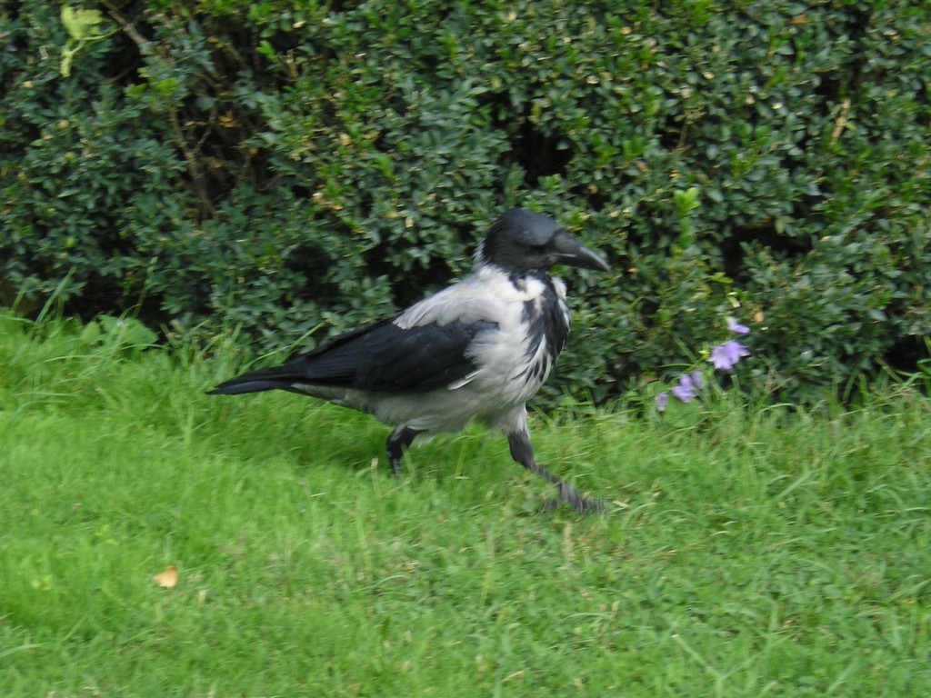 V.I.P. Crow