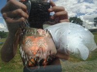 What a Tiger This Lion Is!
