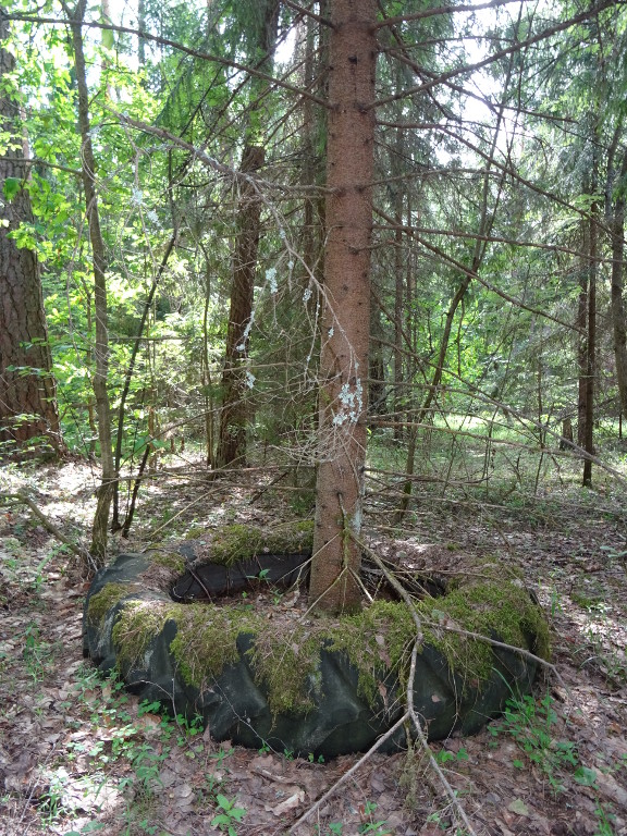 Wheel-Rounded Tree