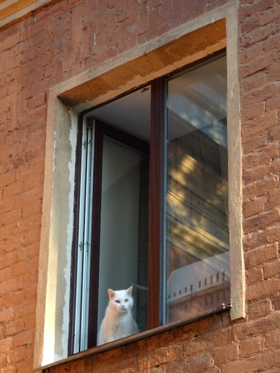 White Cat in an Orange Window