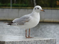White Gull on Marble