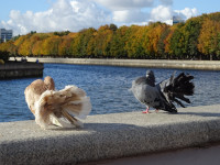 Кто кого краше?