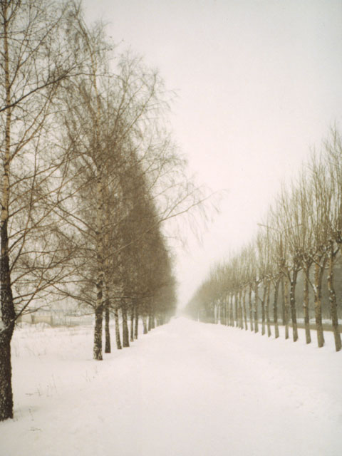Winter Alley