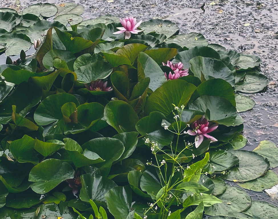 Under Rain