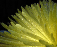 Chrysanthemum (2)