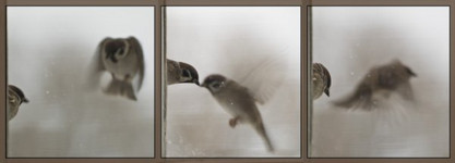 “Sparrows” Triptych
