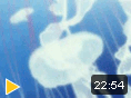Принцесса-медуза (Kuragehime, 2010, 1-я серия)