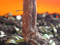 Bonsai Root