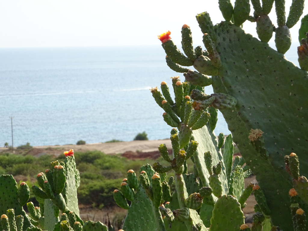 Cacti Rejoice the Sea