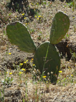 Thin Cactus-Mouse