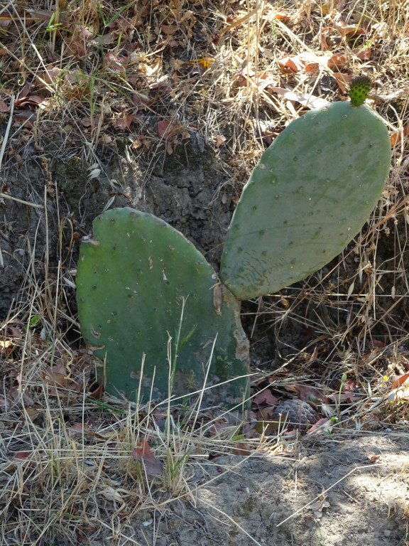 Cactus Waving Hand