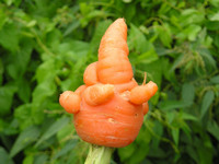 Морковный жест