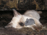 Кошки-мышки 
© Моя жена Юлия