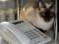 Кошка-секретарь