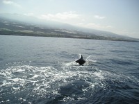 Дельфин вдоль Тенерифе