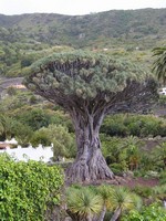 Многотысячелетнее драконово дерево
