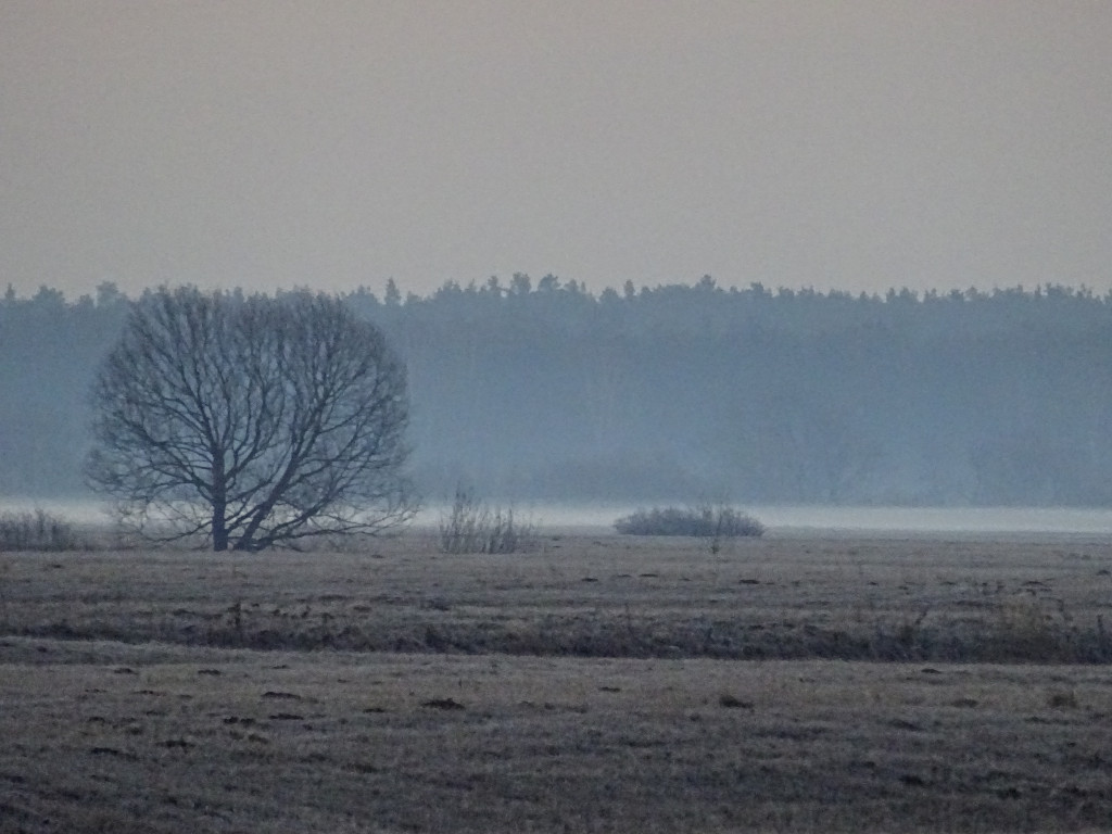 Fog over the Klyazma
