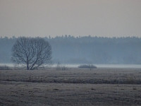 Fog over the Klyazma