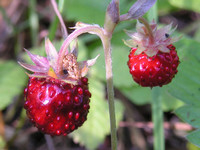 Forest Strawberries