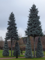 Fur-Trees-Tricornes