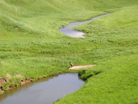 Река в зелёных берегах