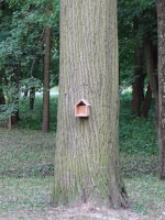 House for a Squirrel