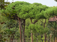 Italian Stone Pines