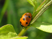 Lady-Bug