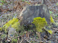 Moss Attacks the Stump