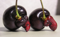 Mutant Cherries