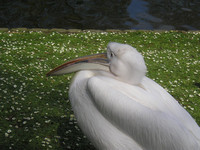 Замёрзший пеликан