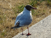 Seagull on a Curb