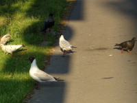 Seagulls, Pigeons, Crow