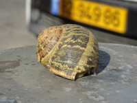 Snail with Damaged House