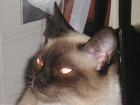 Terminator Cat