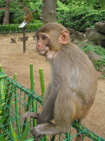 Thinking Monkey