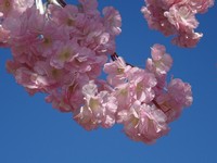 The Way Artificial Sakura Blossoms