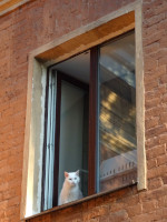 White Cat in an Orange Window
