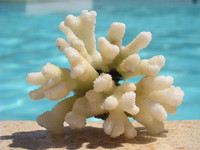 Wild Coral