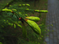Young Conifer