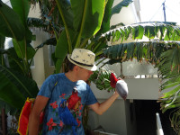 2019.06.07 Here is a flower of gigantic herbs of the “Banana” genus.