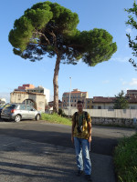 2019.10.03 На момент этой фотографии я ещё не знал, что сие зонтичное дерево в Италии (Риме) – это сосна пиния, также известная как сосна итальянская. 😊