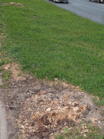 Вырубленные деревья на Большой Нижегородской улице