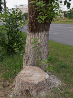 Вырубленные деревья на Большой Нижегородской улице