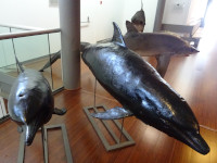 Два дельфина (Delphinus), та же странная акула с необычайно длинными, похожими на ласты морского котика передними плавниками, и та же обыкновенная луна-рыба (Mola mola)
