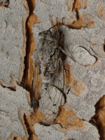 Мимикрирующая цикада (Cicadidae). Очень непросто было найти её на коре кипрского дерева, даже ориентируясь на её громкое «пение».
