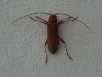 Коричневый жук-прионид (Orthosoma brunneum), он же усач-короед, немного заблудился, точнее, не туда приземлился – не на съедобную кору дерева, могущую служить ему и домом, и колыбелью, а на белую отштукатуренную стену, где его легко заметить хищнику.