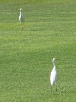 Важные цапли (Egretta garzetta) на общественном стадионе (κοινοτικό στάδιο) Айя-Напы (Αγίας Νάπας) имени Георгиоса Кастроса (Γεώργιος Καστρος).