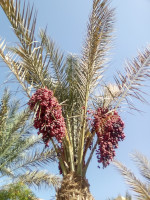 Финиковая пальма (Phoenix dactylifera) с уже́ почти зрелыми финиками.
