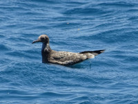 Средний поморник (Stercorarius pomarinus) во время миграции через Красное море (اَلْبَحرْ الأحمر‎) к местам своей зимовки.
